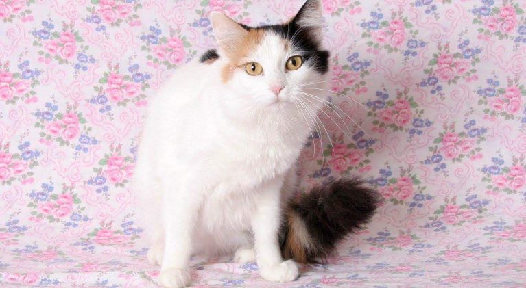 Tahoe Tails — Adoptable Pets in South Lake Tahoe