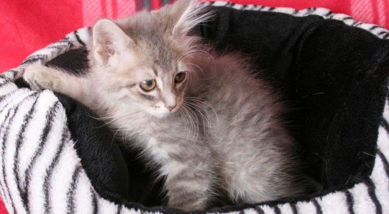 Tahoe Tails — Adoptable Pets in South Lake Tahoe