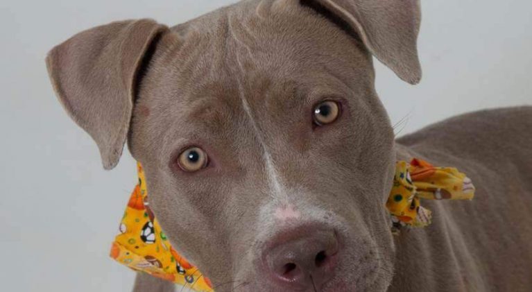 Tahoe Tails — Adoptable Pets in South Lake Tahoe