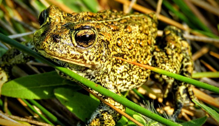 Recently discovered toad species in Nev. face threats