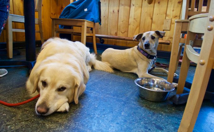 Things to know before feeding pets marijuana
