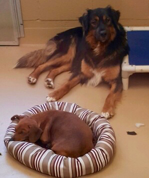 Pair of dogs in Incline need special home