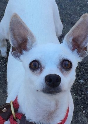Tahoe Tails — Adoptable Pets in South Lake Tahoe