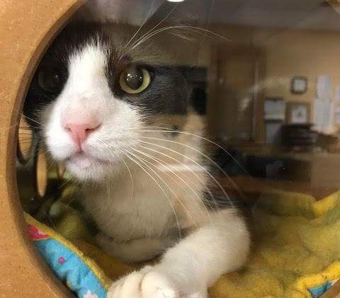 Tahoe Tails – Adoptable Pets in South Lake Tahoe