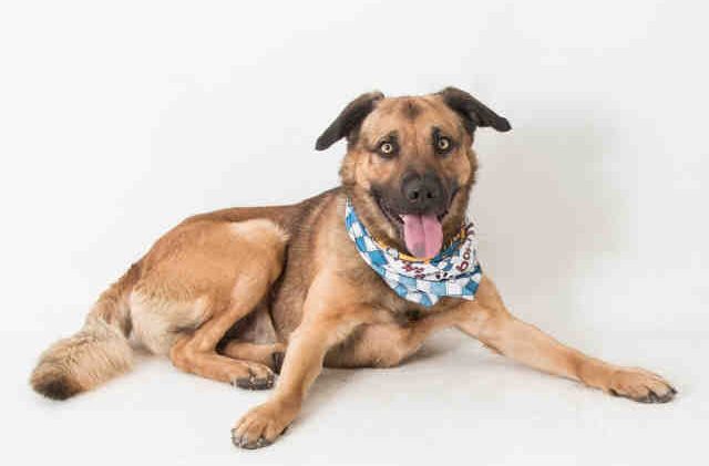 Tahoe Tails — Adoptable Pets in South Lake Tahoe