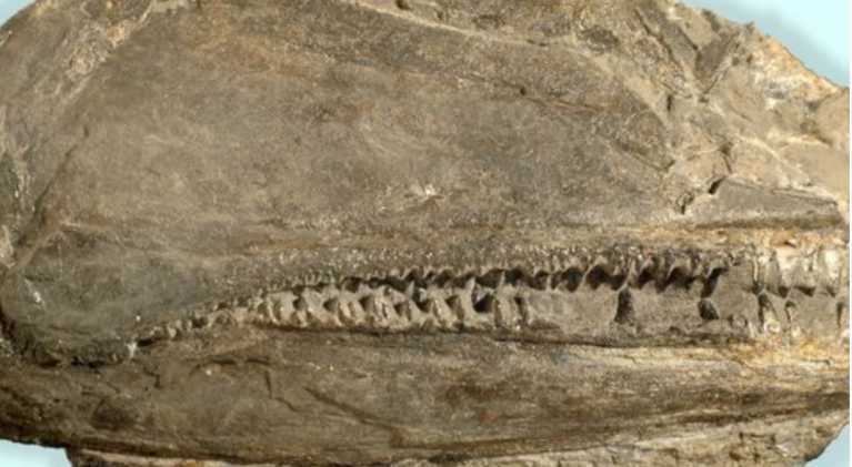Big, toothy fish found in Nev. chomped prey like sharks
