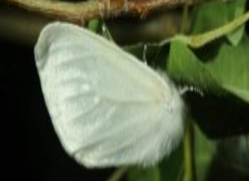Moth continues wave of destruction in Tahoe