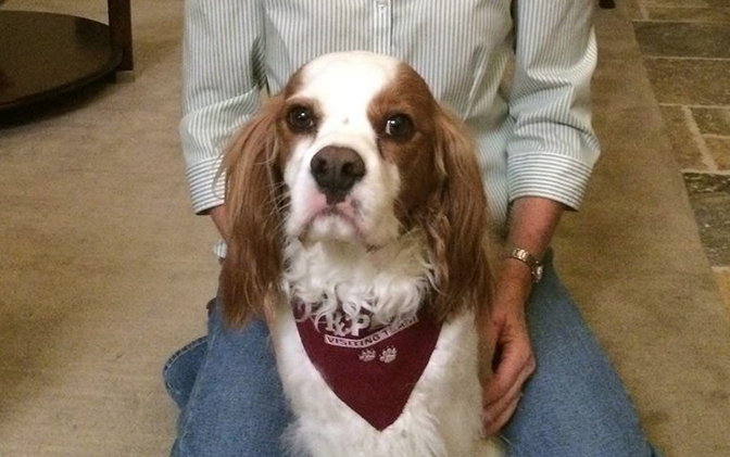 Fake service dogs a growing problem