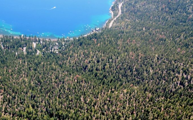 Millions of dead Sierra trees may have helped save water during the drought