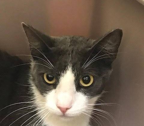 Tahoe Tails — Adoptable Pets in South Lake Tahoe
