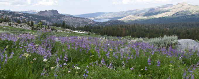 Nature’s bouquet at Lake Winnemucca