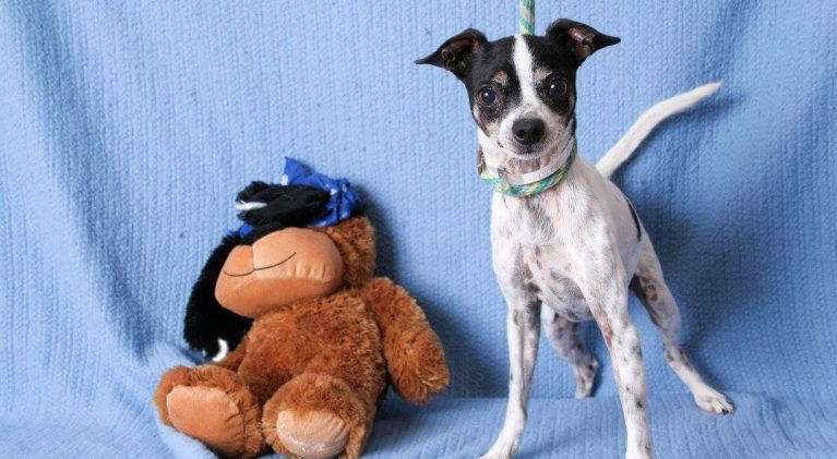 Tahoe Tails — Adoptable Pets in South Lake Tahoe
