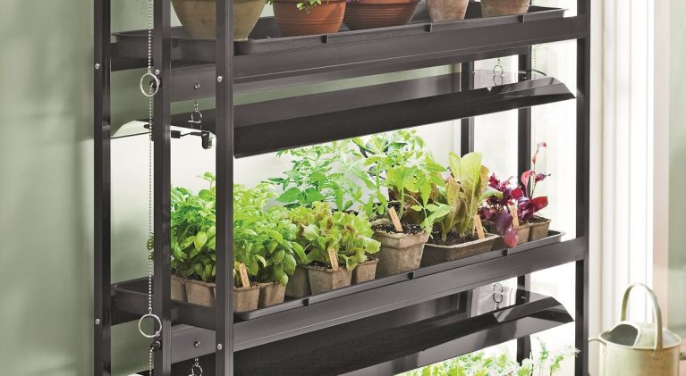Successfully transition houseplants indoors for winter