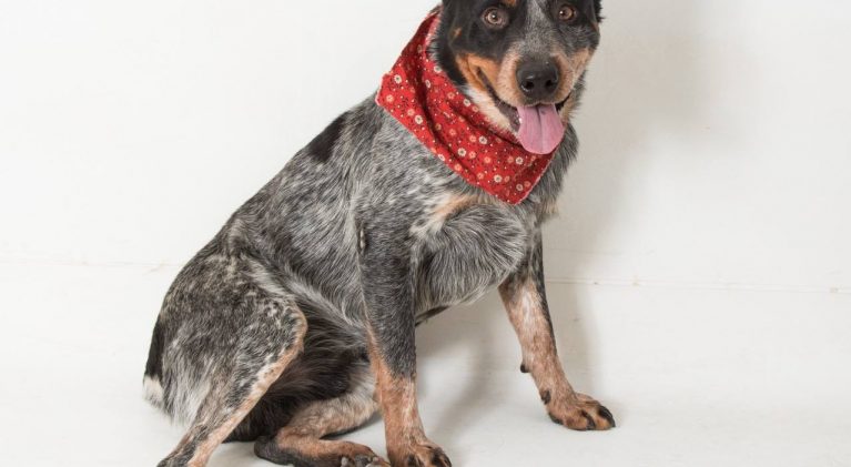 Tahoe Tails — Adoptable Pets in South Lake Tahoe