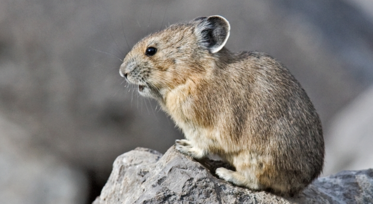 American pika disappears from large area of Sierra