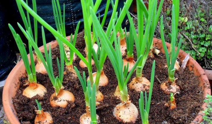 Growing garlic, onions subject of 2 talks