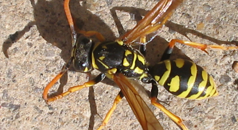 Yellow-jacket boom: Experts puzzled by insect’s cycles