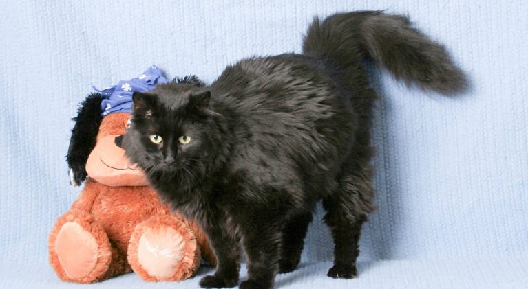 Tahoe Tails — Adoptable Pets in South Lake Tahoe