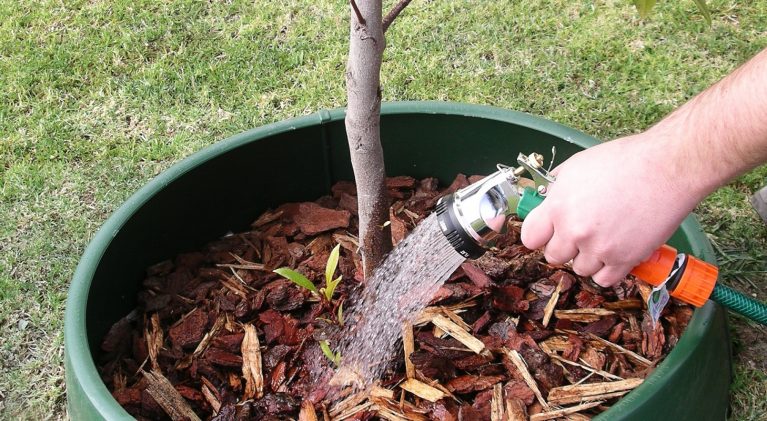Proper tree planting, care critical to survival