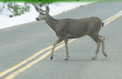 Wildlife-vehicle collisions more likely in fall
