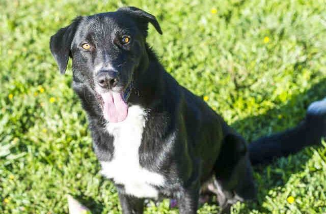 Tahoe Tails — Adoptable Pets in South Lake Tahoe