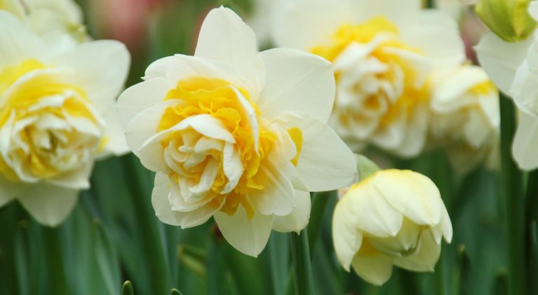 Plant daffodils now for added spring beauty