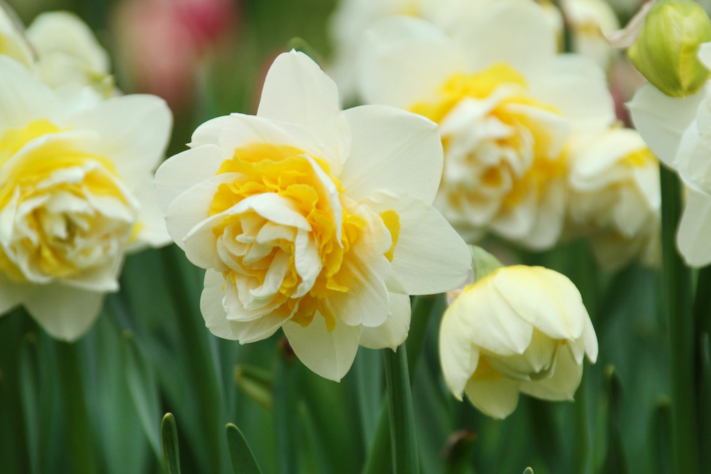 Plant daffodils now for added spring beauty - Lake Tahoe NewsLake Tahoe ...
