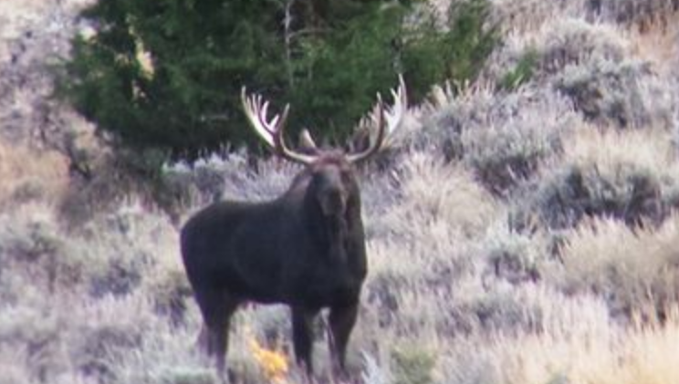 Moose are putting down roots in Nevada