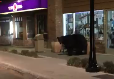 Placer deputy keeps eye on furry would-be burglar