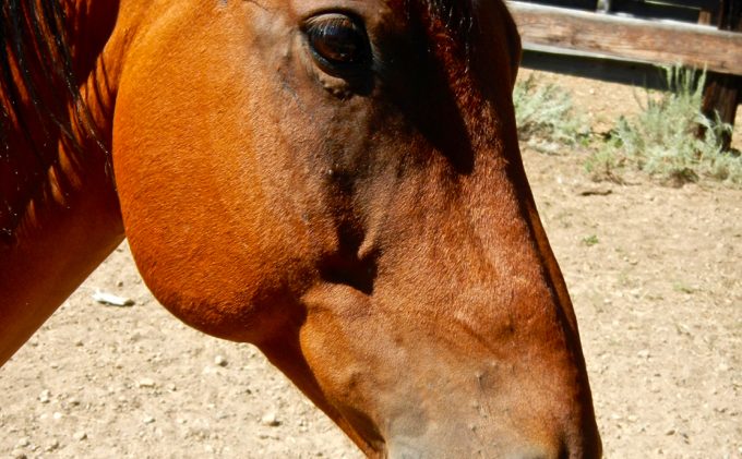 BLM proposes $1,000 incentive for wild horse adoption
