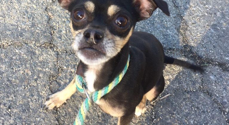 Tahoe Tails — Adoptable Pets in South Lake Tahoe