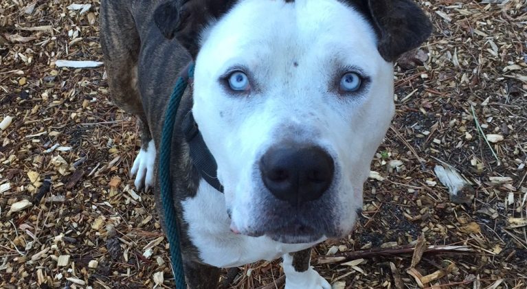 Tahoe Tails — Adoptable Pets in South Lake Tahoe