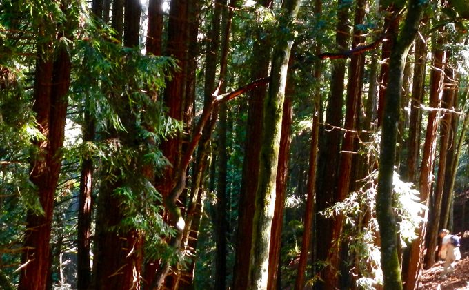 Redwood grove no longer so elusive, trees suffering