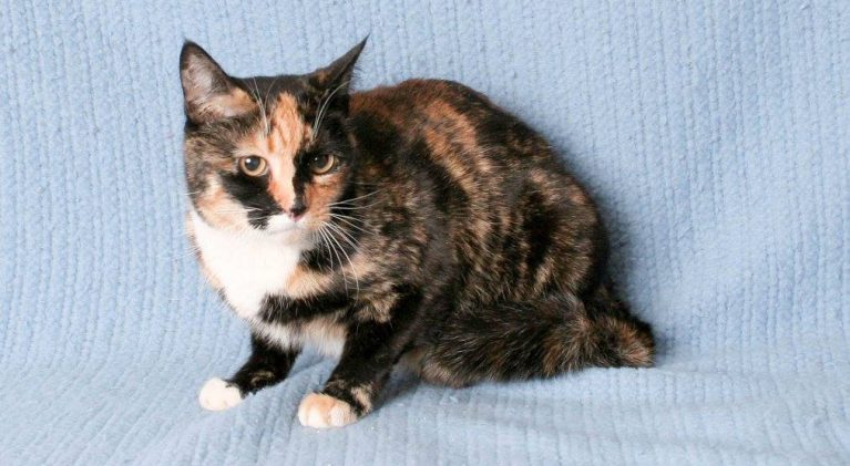 Tahoe Tails — Adoptable Pets in South Lake Tahoe