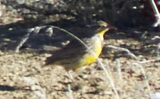 Festival all about birds of Tahoe basin
