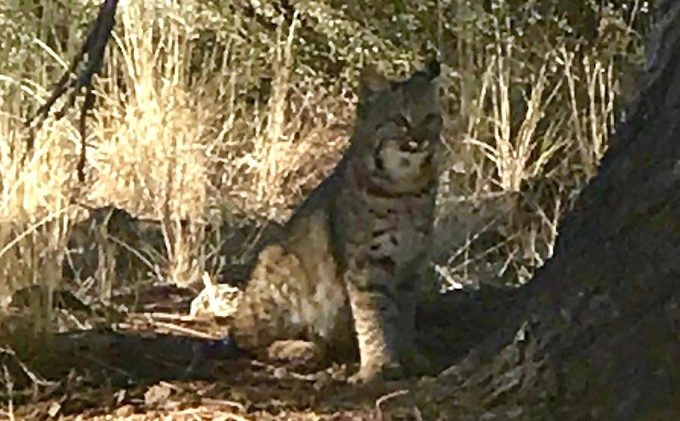 Bobcat cubs spotted on Tahoe Mountain
