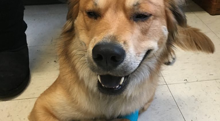 Letter: SLT nonprofit helping treat dogs with cancer