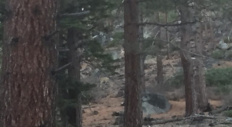 Mountain lion sightings continue in ZC area
