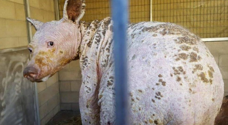 Hairless bear from Placer County recovering