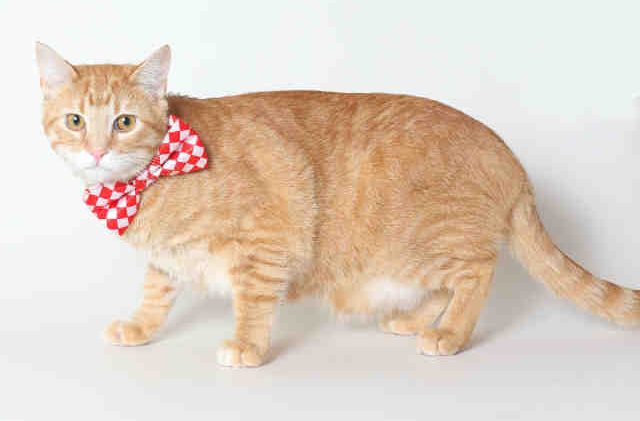 Tahoe Tails — Adoptable Pets in South Lake Tahoe