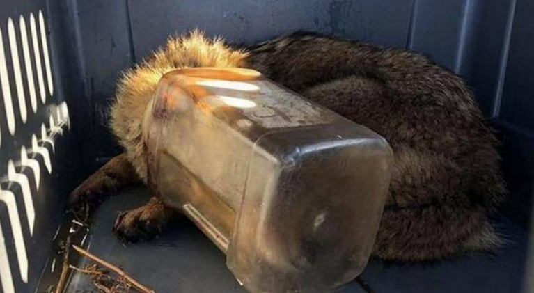 ‘Jarhead’ coyote released into wild in EDC
