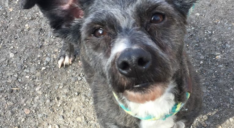 Tahoe Tails — Adoptable Pets in South Lake Tahoe