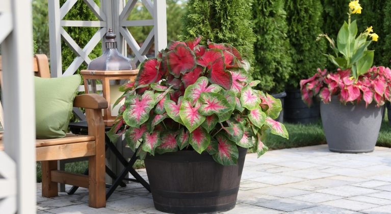 Colorful caladiums brighten shade gardens all season