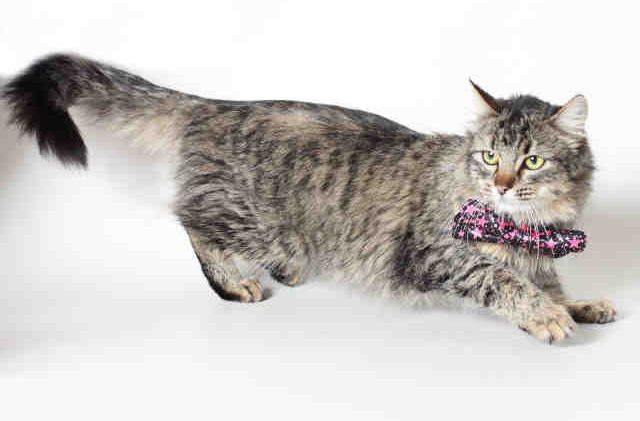 Tahoe Tails — Adoptable Pets in South Lake Tahoe