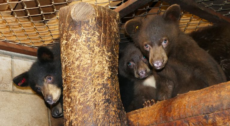 LTWC cubs set for release in spring