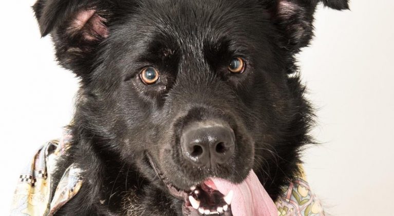 Tahoe Tails — Adoptable Pets in South Lake Tahoe
