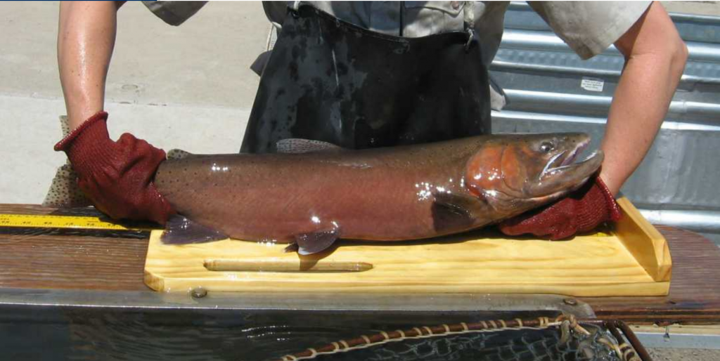 Lahontan cutthroat trout rediscovered in Utah creek Lake Tahoe