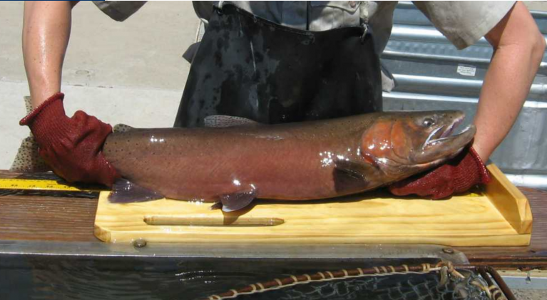 Lahontan cutthroat trout rediscovered in Utah creek