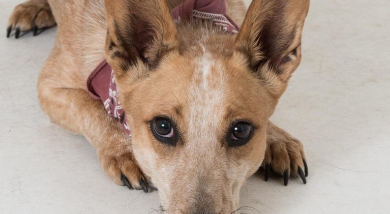 Tahoe Tails — Adoptable Pets in South Lake Tahoe