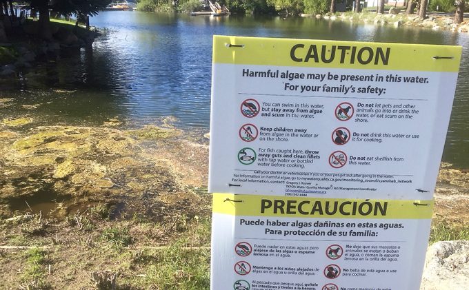 Algae bloom resurfaces in Tahoe Keys canals